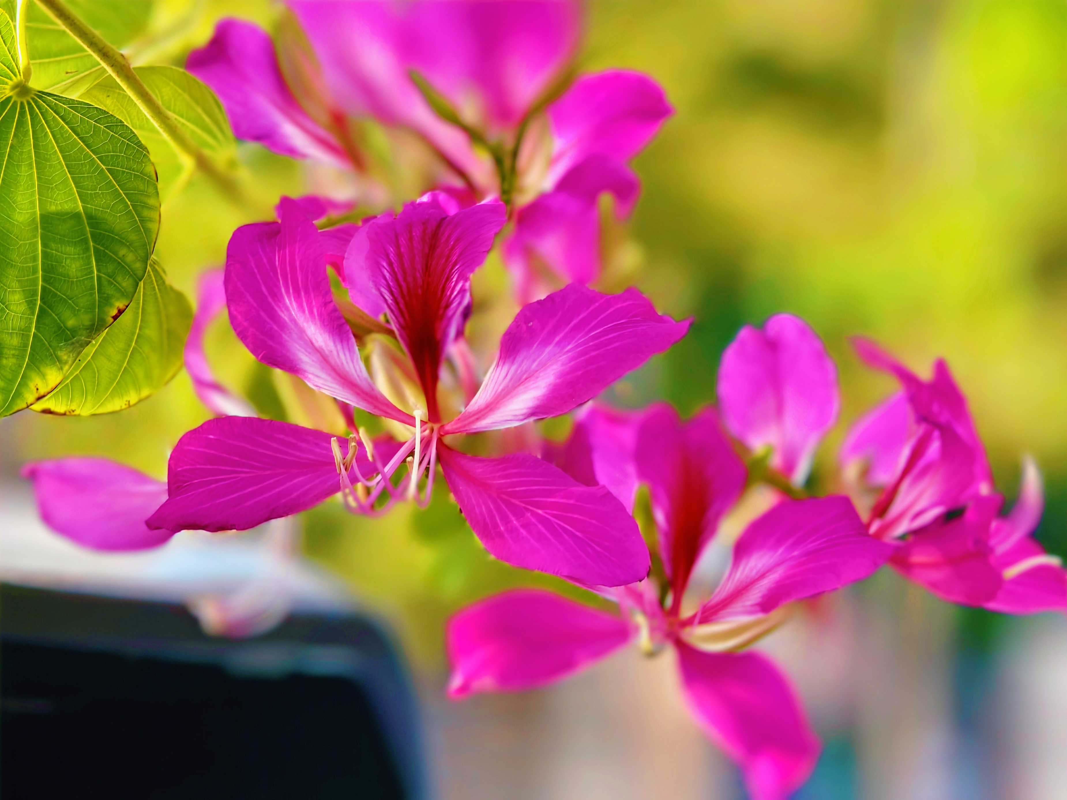 1732607334272147.jpg 1732607334272147.jpg